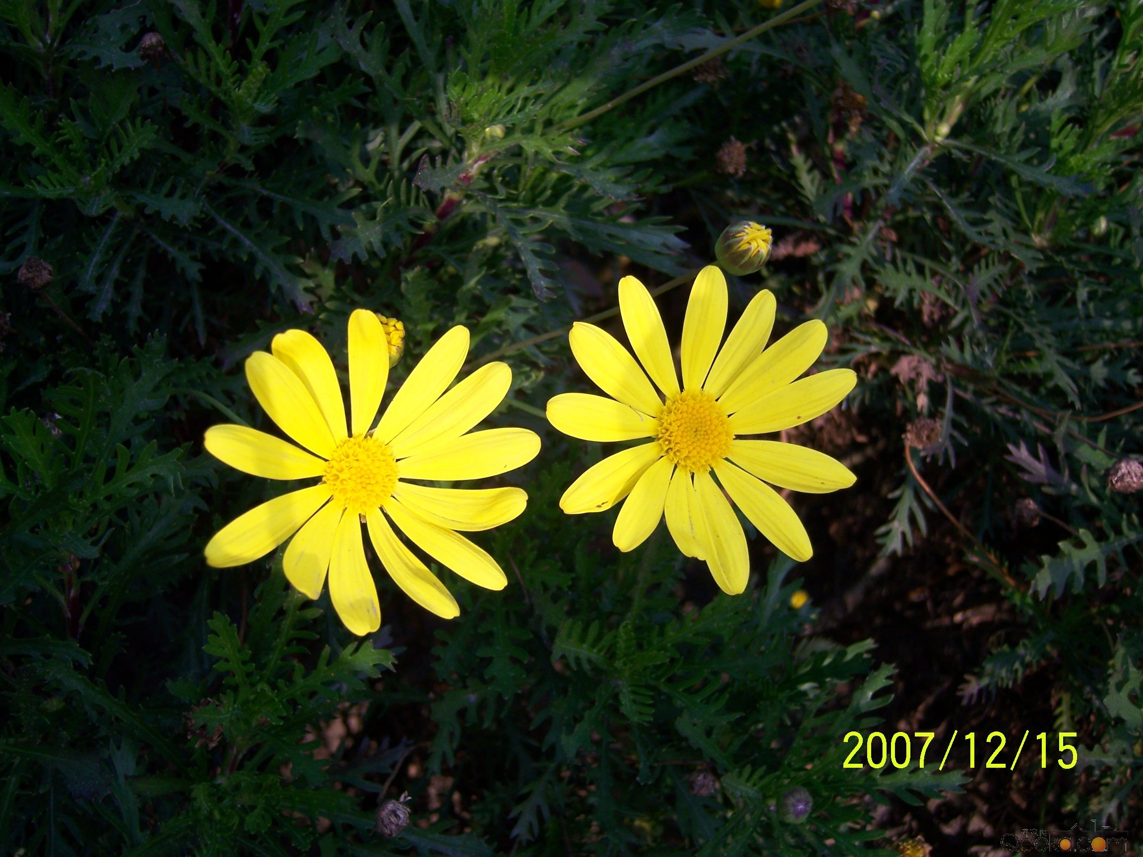 100_1391.jpg