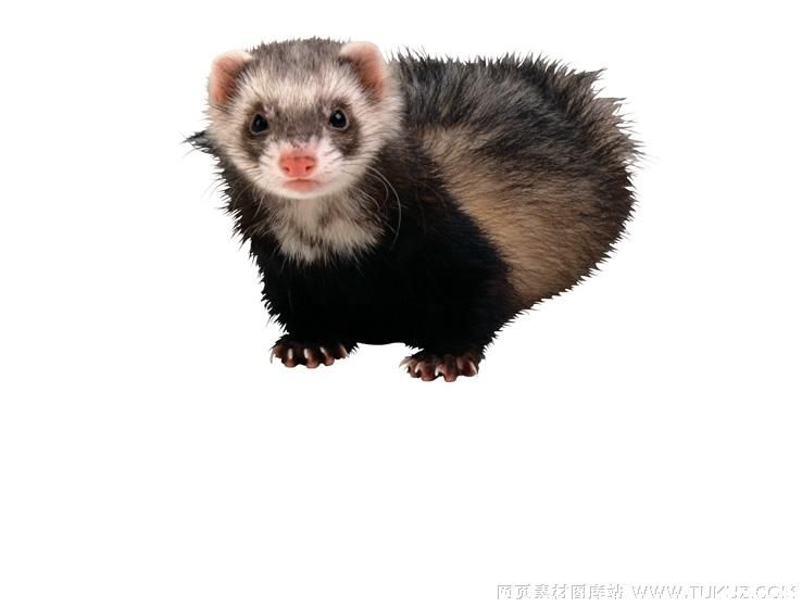 獾猪.jpg