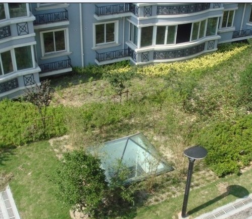 楼下绿花.jpg