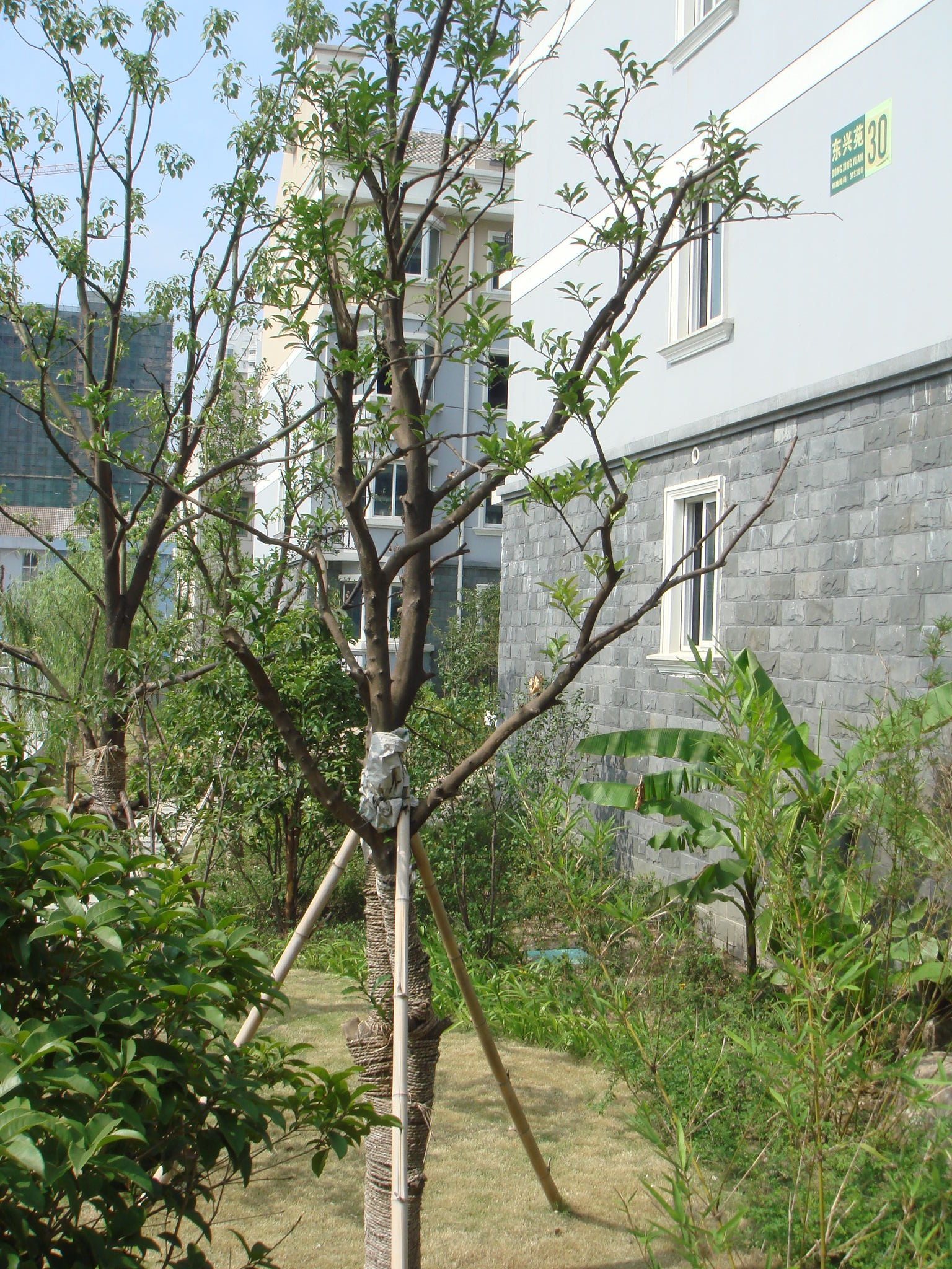 DSC00977.JPG