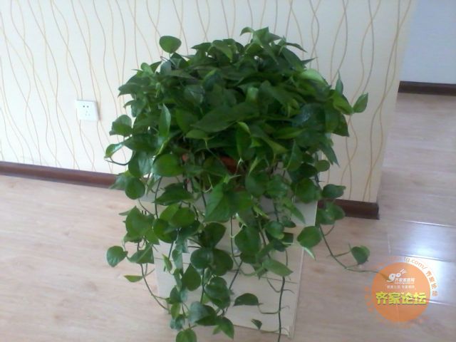 在水里养的花图片